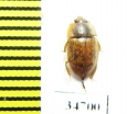 Nitidulidae sp.  Ethiopia - INSECTS-STORE.RU