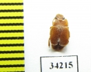 Nitidulidae sp.  Ethiopia - INSECTS-STORE.RU