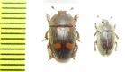 Nitidulidae sp.  Malawi - INSECTS-STORE.RU