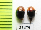 Nitidulidae sp.  Peru - INSECTS-STORE.RU