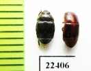 Nitidulidae sp.  Peru - INSECTS-STORE.RU