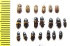 Nitidulidae sp.  Russia, Tver reg. - INSECTS-STORE.RU