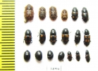 Nitidulidae sp.  Russia, Tver reg. - INSECTS-STORE.RU