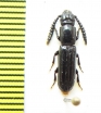 Passandridae sp.  Indonesia, Papua - INSECTS-STORE.RU