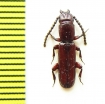 Passandridae sp.  Peru - INSECTS-STORE.RU