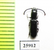 Passandridae sp.  South Africa Rep. - INSECTS-STORE.RU