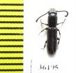 Passandridae sp.  Thailand - INSECTS-STORE.RU