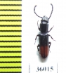 Passandridae sp.  Thailand - INSECTS-STORE.RU
