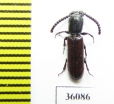 Passandridae sp.  Thailand - INSECTS-STORE.RU