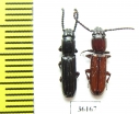 Passandridae sp.  Thailand - INSECTS-STORE.RU