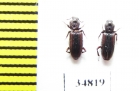 Bothrideridae, Bothrideres bipunctatus  Russia, Tver reg. - INSECTS-STORE.RU