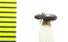 Bothrideridae sp.  India, Rajasthan - INSECTS-STORE.RU