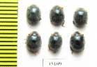 Coccinellidae sp.  Peru - INSECTS-STORE.RU