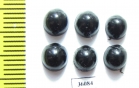 Coccinellidae sp.  Thailand - INSECTS-STORE.RU