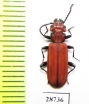 Cucujus cinnaberinus  Russia, Kaluga reg. - INSECTS-STORE.RU