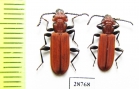 Cucujus cinnaberinus  Russia, Kaluga reg. - INSECTS-STORE.RU