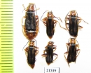 Cantharidae sp.  Kirgizstan - INSECTS-STORE.RU