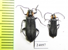 Cantharidae sp.  Turkey - INSECTS-STORE.RU