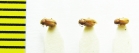 Cryptophagidae, Cryptophagus acutangulus  Belorussia - INSECTS-STORE.RU