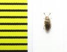 Cryptophagidae, Cryptophagus micaceus  Russia, Tver reg. - INSECTS-STORE.RU