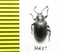 Endomychidae sp.  Madagascar - INSECTS-STORE.RU