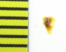 Holoparamecus niger  Italy - INSECTS-STORE.RU