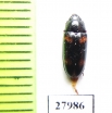 Erotylidae sp.  Angola - INSECTS-STORE.RU
