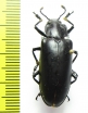 Erotylidae sp.  China, Guangxi prov. - INSECTS-STORE.RU