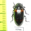 Erotylidae sp.  China, Guangxi prov. - INSECTS-STORE.RU