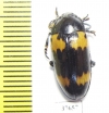 Erotylidae sp.  Honduras - INSECTS-STORE.RU