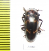 Erotylidae sp.  Indonesia, Kalimantan - INSECTS-STORE.RU