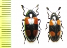 Erotylidae sp.  Indonesia, Sumatra - INSECTS-STORE.RU