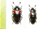 Erotylidae sp.  Indonesia, Sumatra - INSECTS-STORE.RU