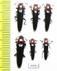 Erotylidae sp.  Laos - INSECTS-STORE.RU