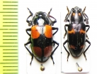 Erotylidae sp.  Malaysia, Borneo - INSECTS-STORE.RU