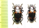 Erotylidae sp.  Malaysia, Borneo - INSECTS-STORE.RU