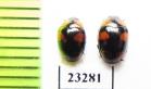 Erotylidae sp.  Myanmar - INSECTS-STORE.RU
