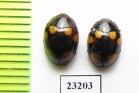 Erotylidae sp.  Myanmar - INSECTS-STORE.RU