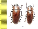 Erotylidae sp.  Peru - INSECTS-STORE.RU