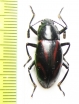 Erotylidae sp.  Philippines - INSECTS-STORE.RU