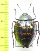 Erotylidae sp.  Peru - INSECTS-STORE.RU