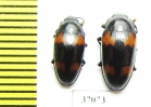 Erotylidae sp.  South Africa Rep. - INSECTS-STORE.RU