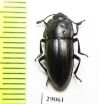 Erotylidae sp.  Tanzania - INSECTS-STORE.RU