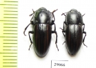 Erotylidae sp.  Tanzania - INSECTS-STORE.RU