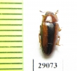 Erotylidae sp.  Tanzania - INSECTS-STORE.RU
