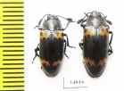 Episcapha flavofasciata  Russia, Far East - INSECTS-STORE.RU