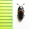 Microsternus crotchi  Russia, Far East - INSECTS-STORE.RU