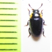Triplax amoena  Russia, Far East - INSECTS-STORE.RU