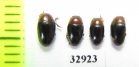 Triplax rufipes  Russia, Tver reg. - INSECTS-STORE.RU