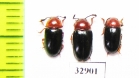 Triplax russica  Russia, Tver reg. - INSECTS-STORE.RU
